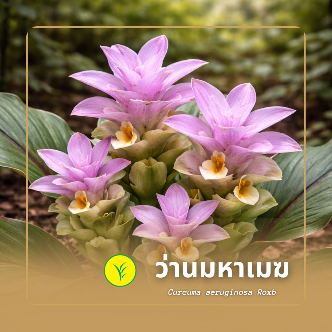 ว่านมหาเมฆ